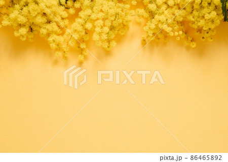 Blooming mimosa plant with yellow flowers on top of yellow paper background Blooming mimosa plant with yellow flowers on top of yellow paper background 86465892