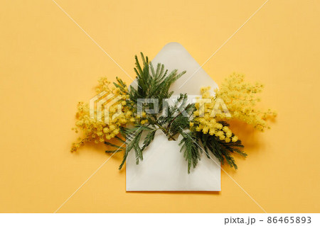Blooming mimosa plant with yellow flowers in a white envelope on yellow paper background 86465893