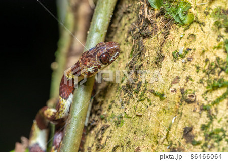 small nocturnal Ringed Snail-Eater, Tortuguero, Costa Rica wildlife 86466064