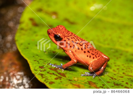 Strawberry poison-dart frog, La Fortuna Costa Rica 86466068