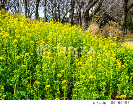 菜の花畑 根岸森林公園(神奈川県横浜市根岸) 菜の花畑 根岸森林公園(神奈川県横浜市根岸) 86466497