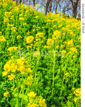 菜の花畑　根岸森林公園（神奈川県横浜市根岸） 86466499