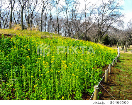 菜の花畑 根岸森林公園(神奈川県横浜市根岸) 菜の花畑 根岸森林公園(神奈川県横浜市根岸) 86466500