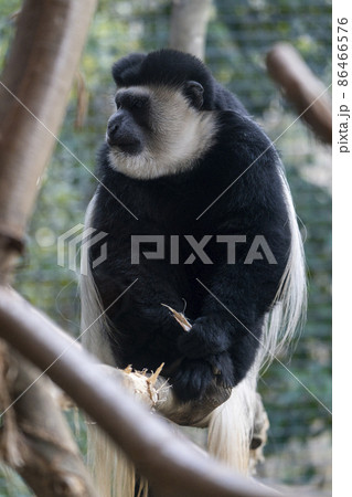動物園の風景　アビシニアコロブス　宮城県仙台市 86466576