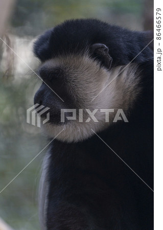 動物園の風景　アビシニアコロブス　宮城県仙台市 86466579