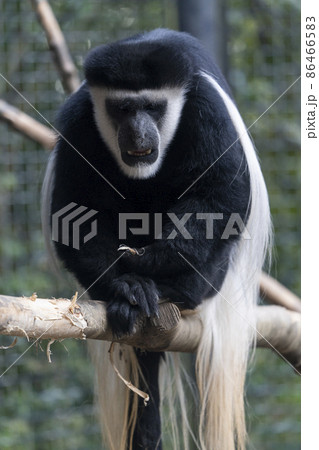 動物園の風景　アビシニアコロブス　宮城県仙台市 86466583