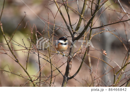 ヤマガラ 86466842