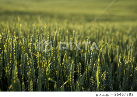 Young green wheat growing in agricultural field. Unripe cereals. The concept of agriculture, organic food. Wheat sprout growing in soil. Close up on sprouting wheat in sunset. 86467298