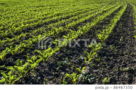 Straight rows of sugar beets growing in a soil in perspective on an agricultural field. 86467350