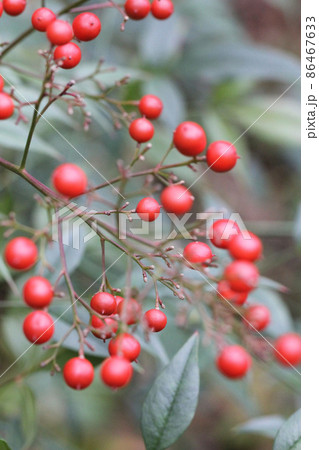 南天〜木ノ実〜 南天〜木ノ実〜 86467633
