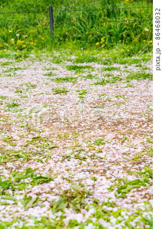 地面に散った桜の花びら 86468032