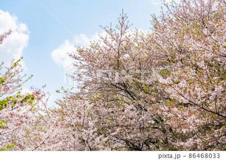 青空と桜並木 86468033