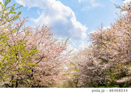 青空と桜並木 86468034