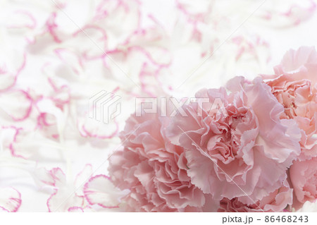 ピンクの花 カーネーション ピンクの花 カーネーション 86468243