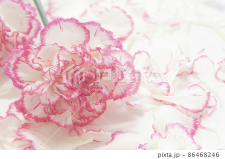 ピンクの花　カーネーション  86468246