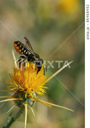 Vertical closeup on a a female Mediterranean Megachile octosignata leacutter bee , sipping nectar from a yellow starthistle in Southern France 86468492