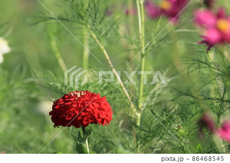 ジニアの花畑 百日草の写真素材