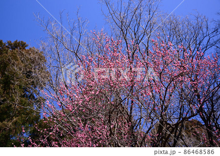 早咲きの紅梅 早咲きの紅梅 86468586