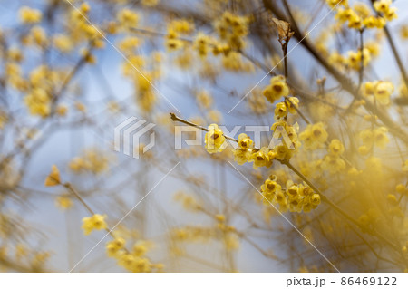 蠟梅の花 蠟梅の花 86469122