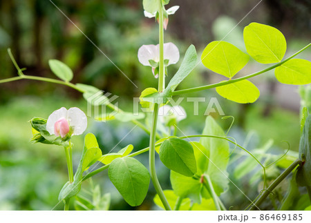植物 工場 プランツ 86469185