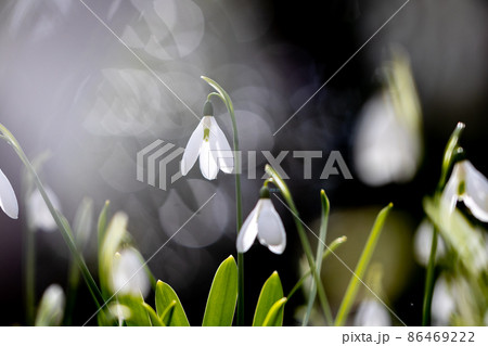 満開のスノードロップ 満開のスノードロップ 86469222
