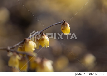 蠟梅の花 蠟梅の花 86469355