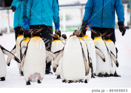 【北海道旭川市】冬の旭山動物園 ペンギンの散歩 2月 【北海道旭川市】冬の旭山動物園 ペンギンの散歩 2月 86469803