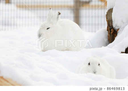 【北海道旭川市】冬の旭山動物園　エゾユキウサギ　2月　 86469813