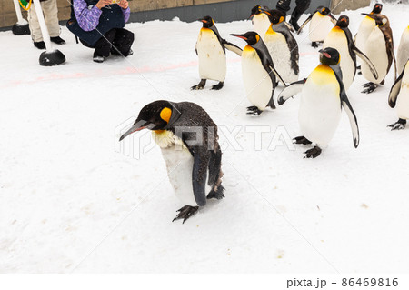 【北海道旭川市】冬の旭山動物園　ペンギンの散歩　2月　 86469816