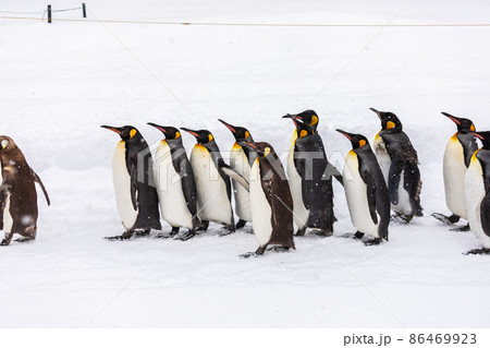 【北海道旭川市】冬の旭山動物園　ペンギンの散歩　2月　 86469923
