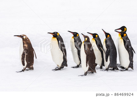 【北海道旭川市】冬の旭山動物園　ペンギンの散歩　2月　 86469924