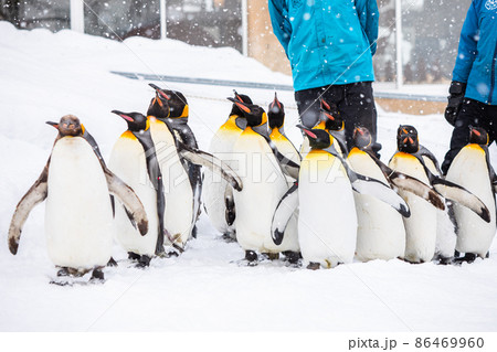 【北海道旭川市】冬の旭山動物園 ペンギンの散歩 2月 【北海道旭川市】冬の旭山動物園 ペンギンの散歩 2月 86469960