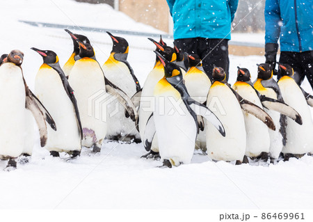 【北海道旭川市】冬の旭山動物園　ペンギンの散歩　2月　 86469961