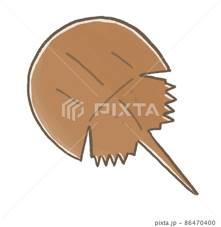 R:もっとメルヘンな水族館☆カブトガニ② 86470400