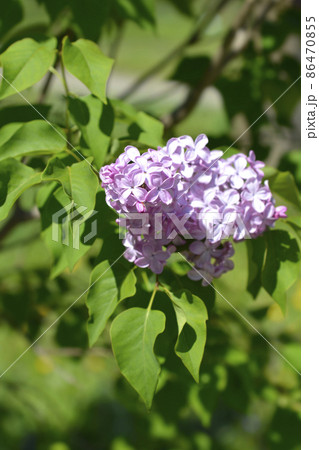Lilac Esther Staley 86470855