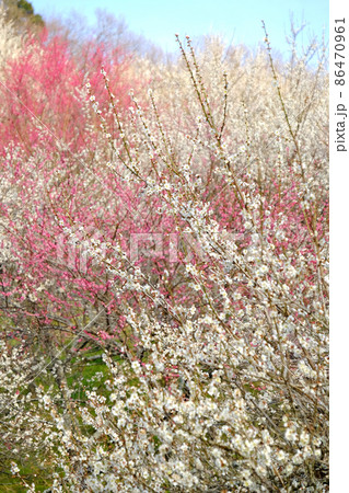 梅が満開に花咲く高尾梅郷 86470961