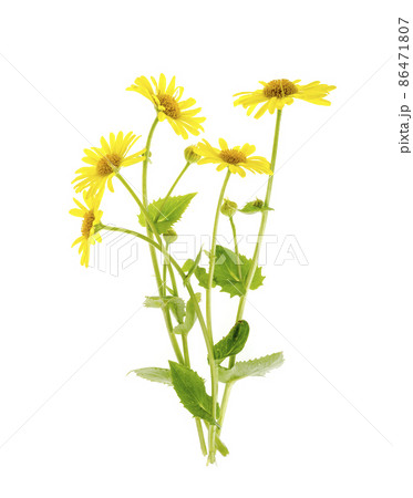 Wild field yellow flowers isolated on white background. Wild field yellow flowers isolated on white background. 86471807