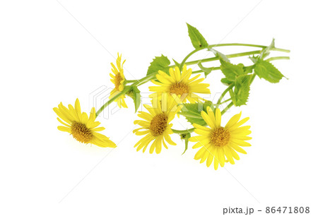 Wild field yellow flowers isolated on white background. Wild field yellow flowers isolated on white background. 86471808