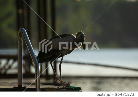 Asian openbill stork or Anastomus oscitans portrait 86471972