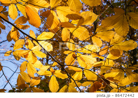 Yellow autumn leaves against the blue sky - autumn background, selective focus, copy space 86472442