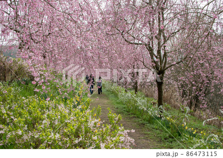 世羅高原農場　さくら祭り　しだれ桜の遊歩道はまさに花のシャワー 86473115