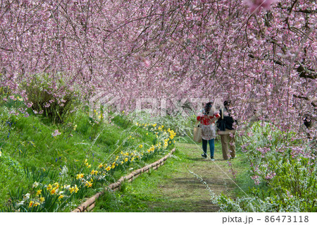 世羅高原農場　さくら祭り　しだれ桜の遊歩道はまさに花のシャワー 86473118