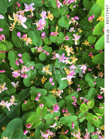 Honeysuckle bush background with pink flowers 86473447