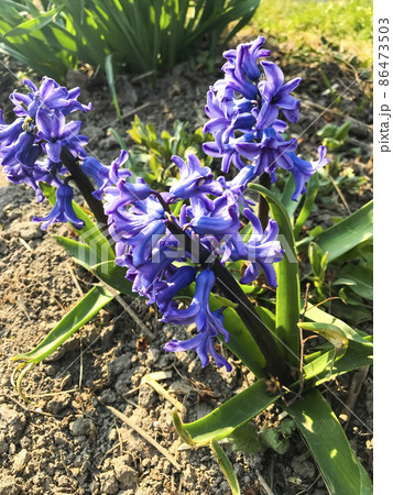 Blue hyacinths growing in ground. Blue hyacinths growing in ground. 86473503