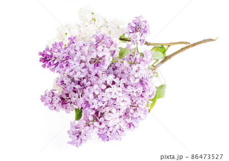 Beautiful fresh lilac flowers isolated on white background 86473527