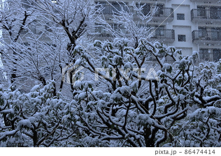 団地植栽と降雪風景 86474414
