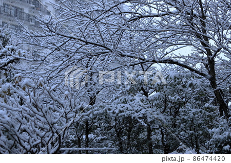 団地植栽と降雪風景 団地植栽と降雪風景 86474420