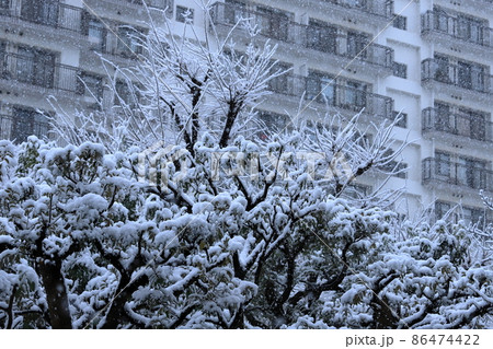 団地植栽と降雪風景 86474422