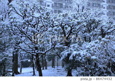 団地植栽と降雪風景 団地植栽と降雪風景 86474432