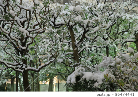 団地植栽と降雪風景 団地植栽と降雪風景 86474441